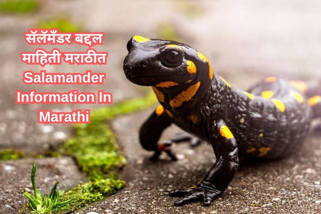Salamander Information In Marathi
