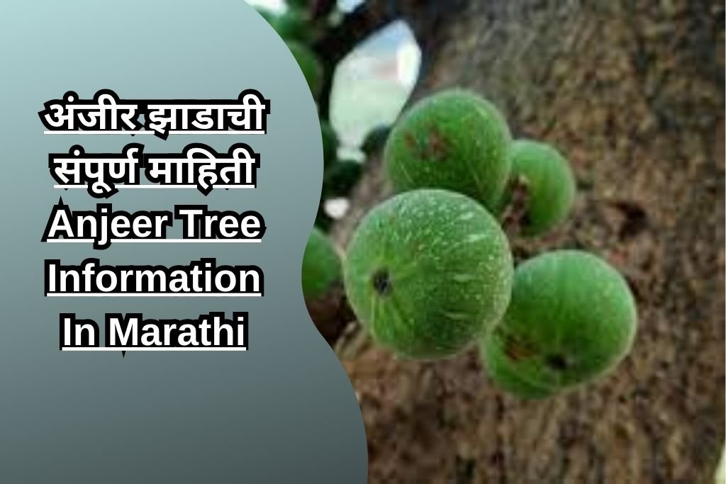 अंजीर झाडाची संपूर्ण माहिती Anjeer Tree Information In Marathi