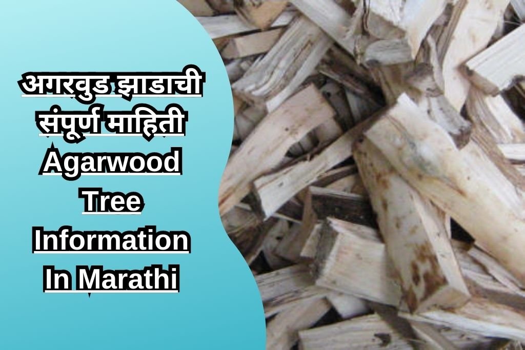 अगरवुड झाडाची संपूर्ण माहिती Agarwood Tree Information In Marathi