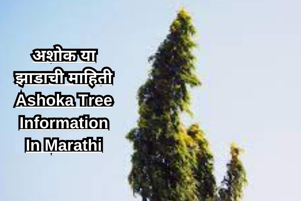 अशोक या झाडाची माहिती Ashoka Tree Information In Marathi
