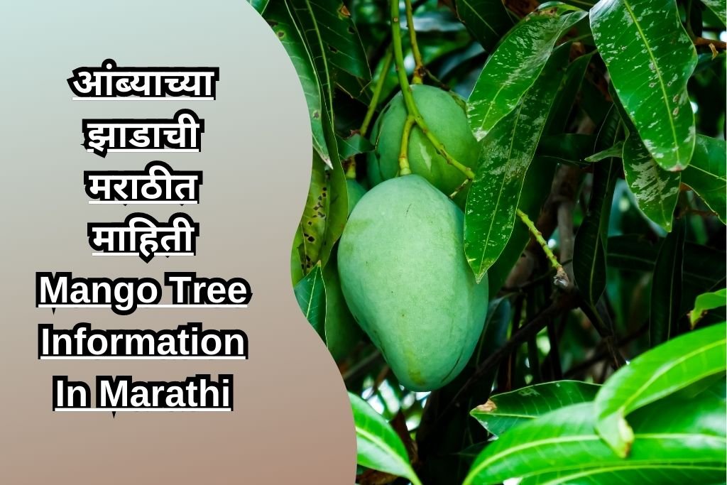 आंब्याच्या झाडाची मराठीत माहिती Mango Tree Information In Marathi