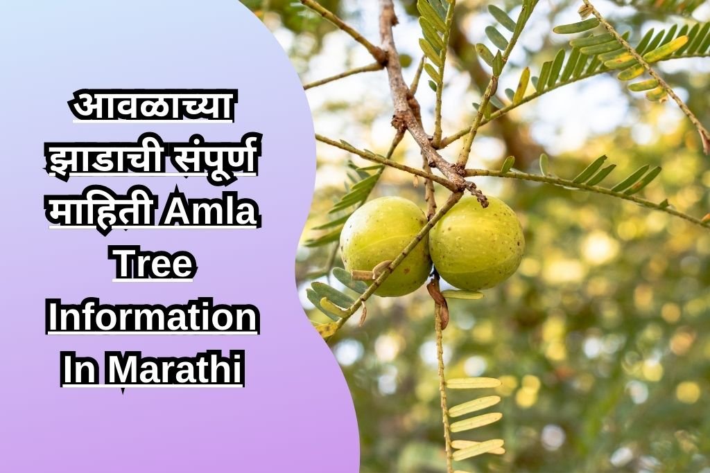 आवळाच्या झाडाची संपूर्ण माहिती Amla Tree Information In Marathi