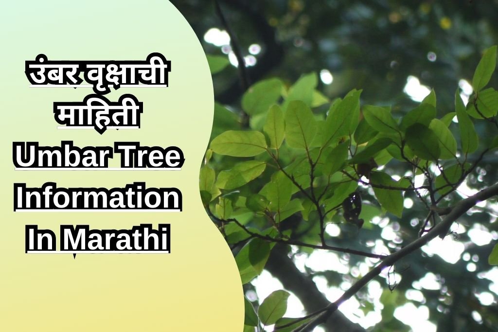 उंबर वृक्षाची माहिती Umbar Tree Information In Marathi
