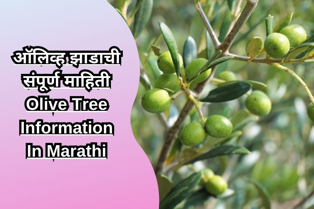 ऑलिव्ह झाडाची संपूर्ण माहिती Olive Tree Information In Marathi