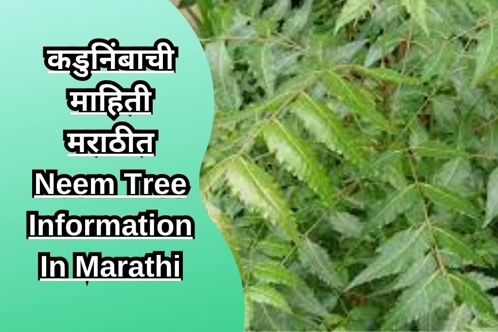 कडुनिंबाची माहिती मराठीत Neem Tree Information In Marathi