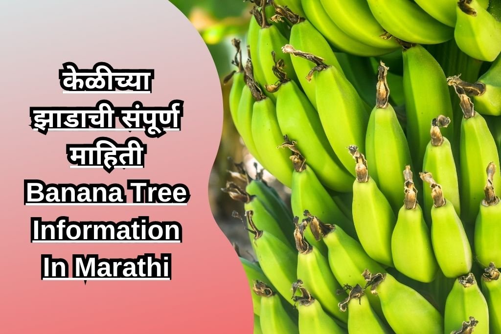 केळीच्या झाडाची संपूर्ण माहिती Banana Tree Information In Marathi
