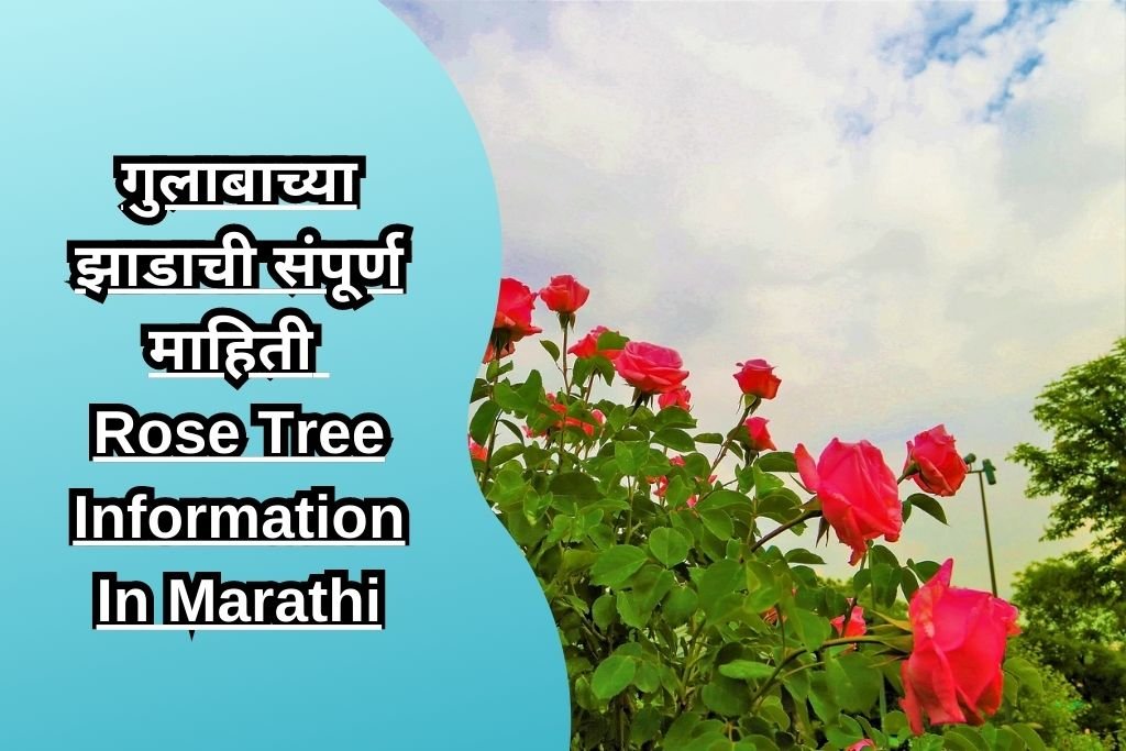 गुलाबाच्या झाडाची संपूर्ण माहिती Rose Tree Information In Marathi
