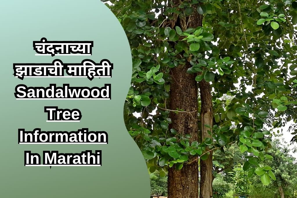 चंदनाच्या झाडाची माहिती Sandalwood Tree Information In Marathi