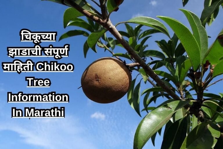 चिकूच्या झाडाची संपूर्ण माहिती Chikoo Tree Information In Marathi