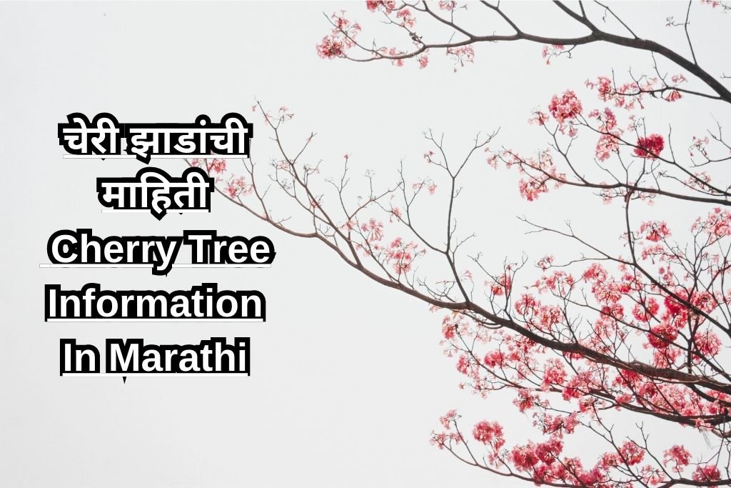 चेरी झाडांची माहिती Cherry Tree Information In Marathi