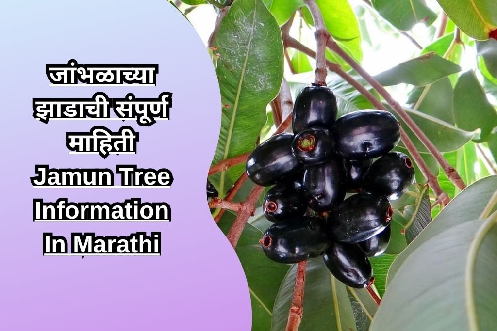 जांभळाच्या झाडाची संपूर्ण माहिती Jamun Tree Information In Marathi