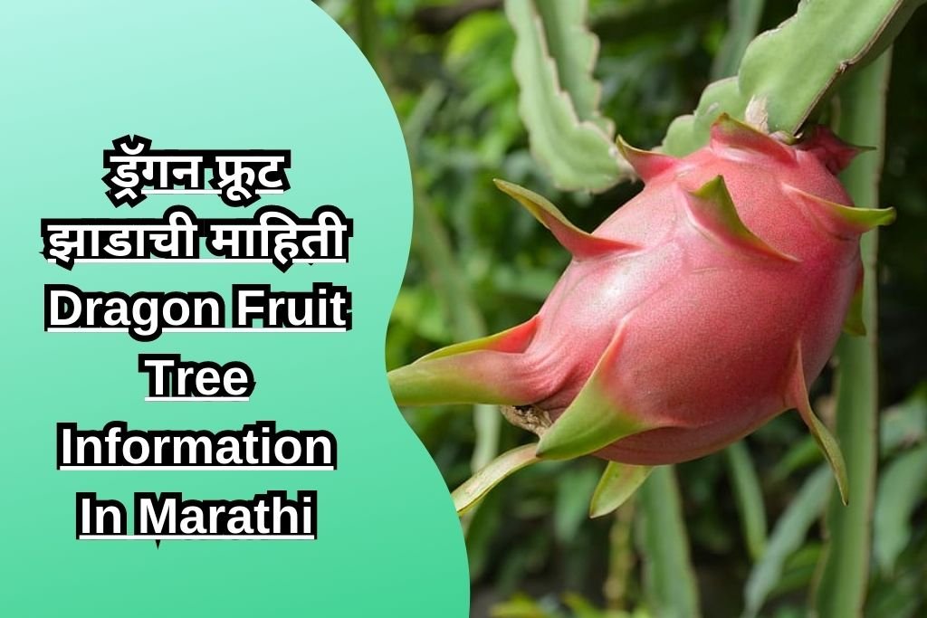ड्रॅगन फ्रूट झाडाची माहिती Dragon Fruit Tree Information In Marathi