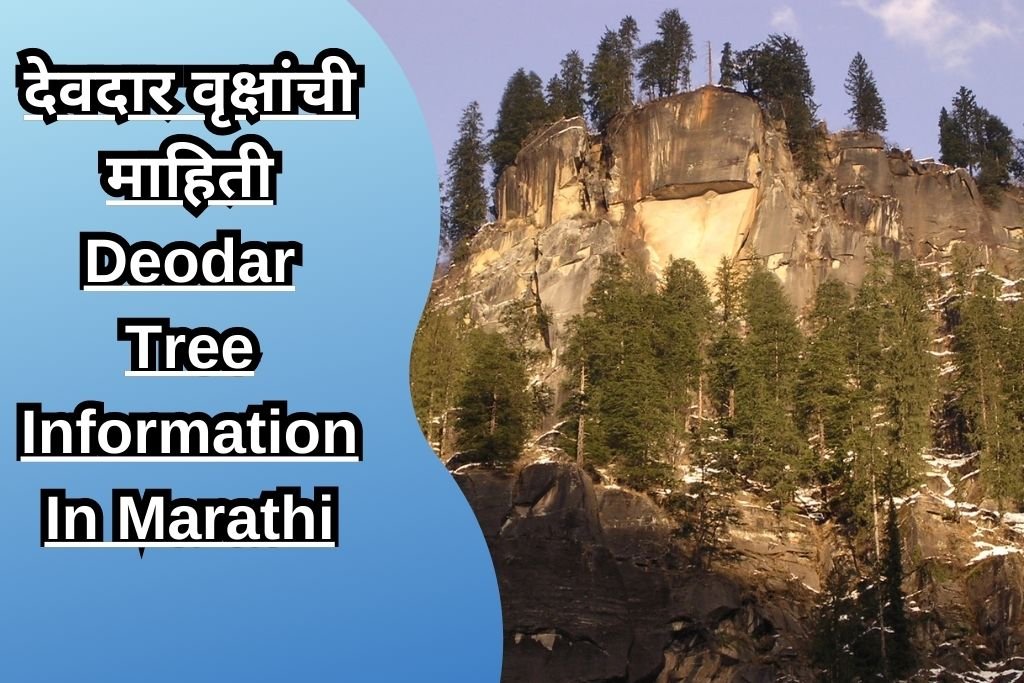 देवदार वृक्षांची माहिती Deodar Tree Information In Marathi