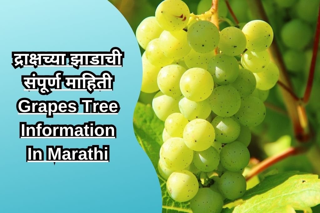 द्राक्षच्या झाडाची संपूर्ण माहिती Grapes Tree Information In Marathi