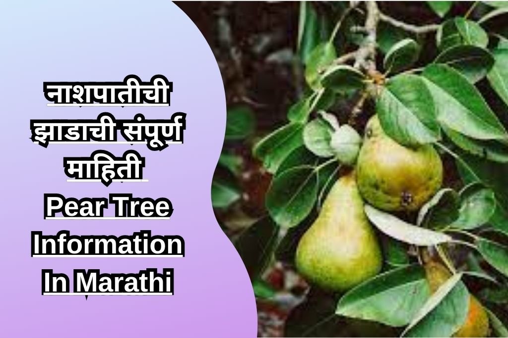 नाशपातीची झाडाची संपूर्ण माहिती Pear Tree Information In Marathi
