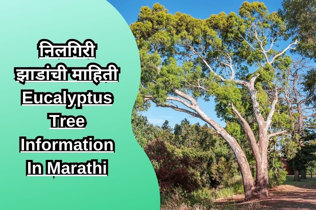 निलगिरी झाडांची माहिती Eucalyptus Tree Information In Marathi
