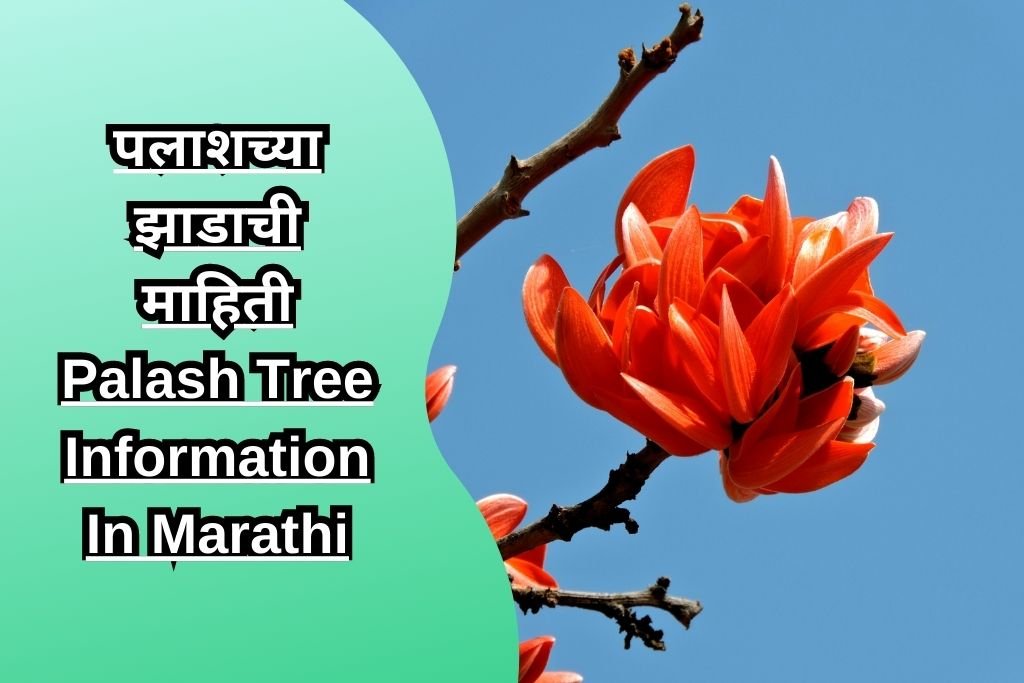 पलाशच्या झाडाची माहिती Palash Tree Information In Marathi