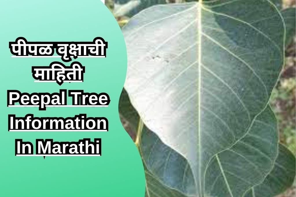 पीपळ वृक्षाची माहिती Peepal Tree Information In Marathi