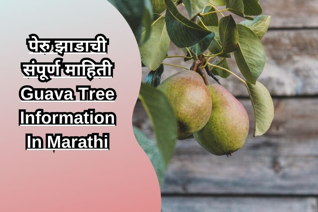 पेरु झाडाची संपूर्ण माहिती Guava Tree Information In Marathi