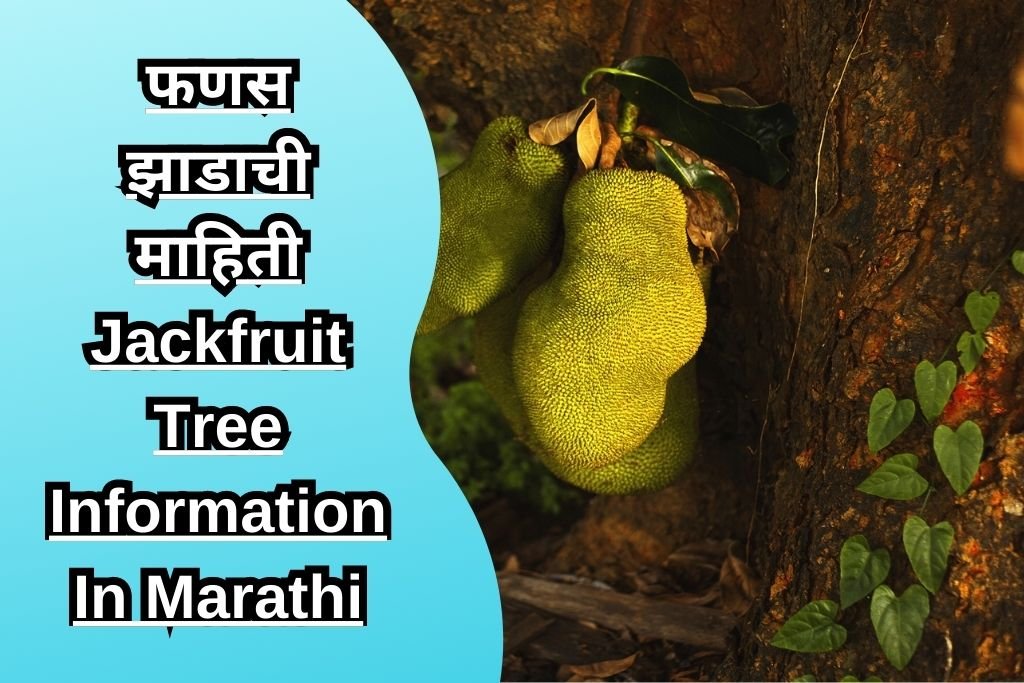 फणस झाडाची माहिती Jackfruit Tree Information In Marathi