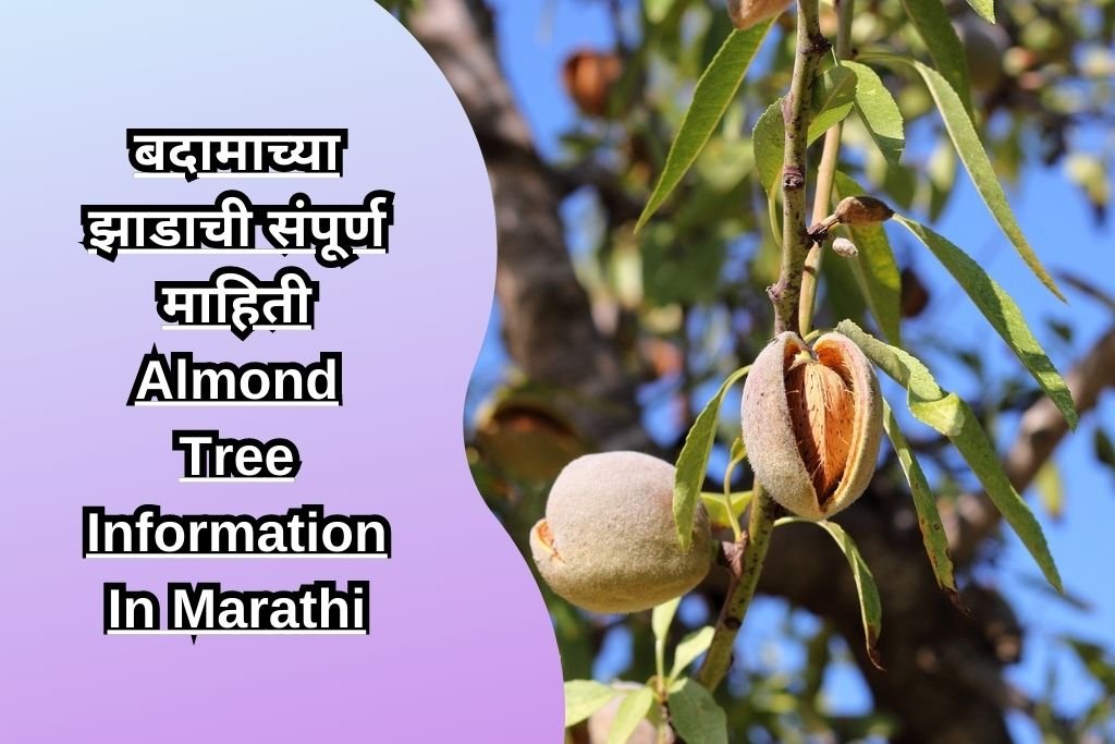 बदामाच्या झाडाची संपूर्ण माहिती Almond Tree Information In Marathi