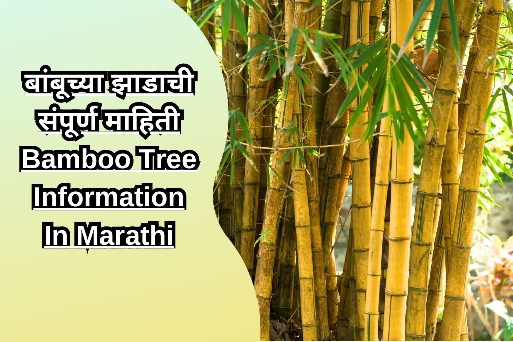 बांबूच्या झाडाची संपूर्ण माहिती Bamboo Tree Information In Marathi