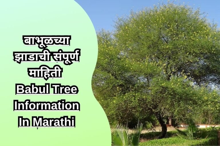 babul-tree-information-in-marathi