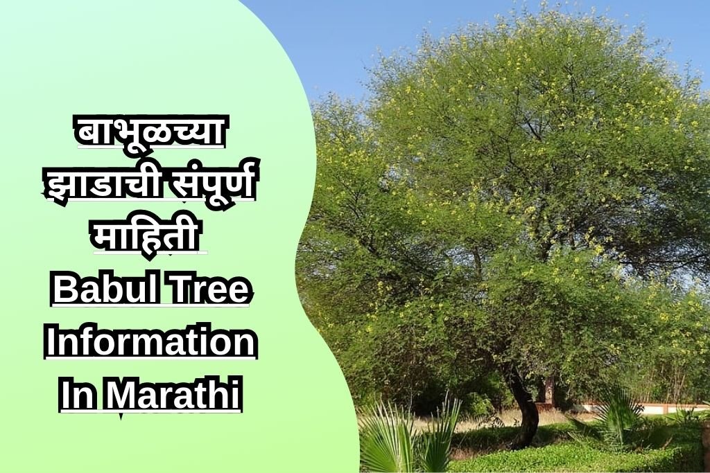 बाभूळच्या झाडाची संपूर्ण माहिती Babul Tree Information In Marathi