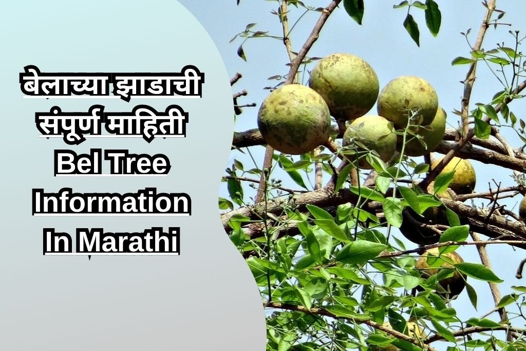 बेलाच्या झाडाची संपूर्ण माहिती Bel Tree Information In Marathi