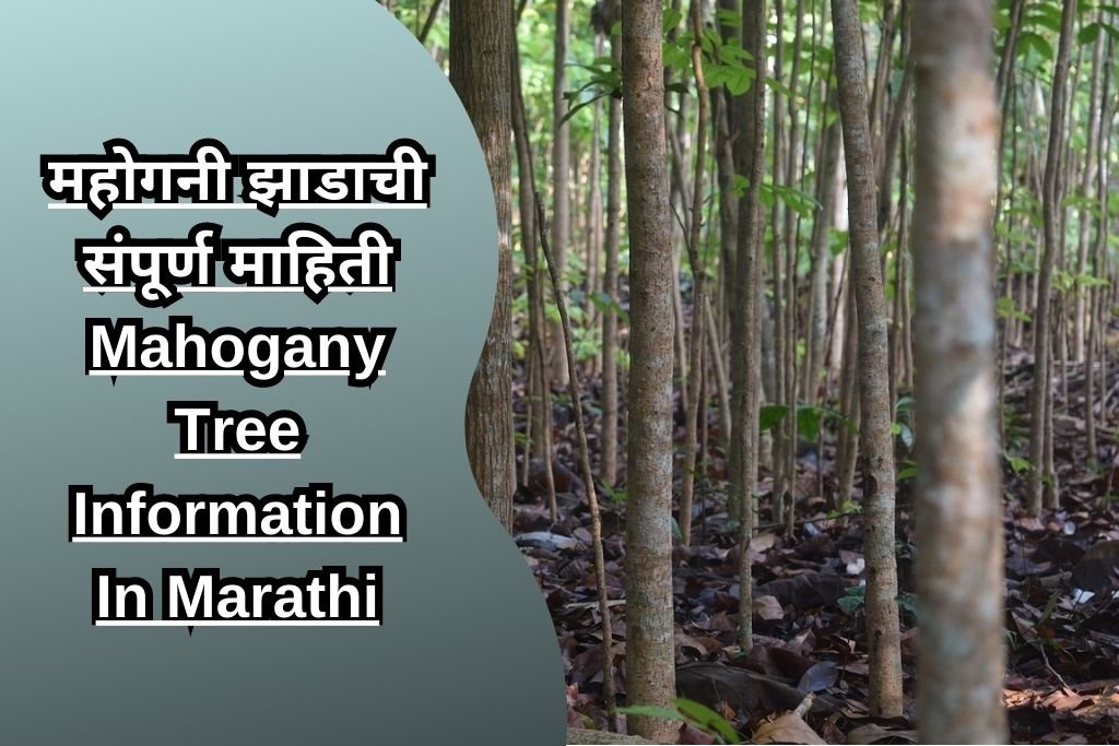 महोगनी झाडाची संपूर्ण माहिती Mahogany Tree Information In Marathi