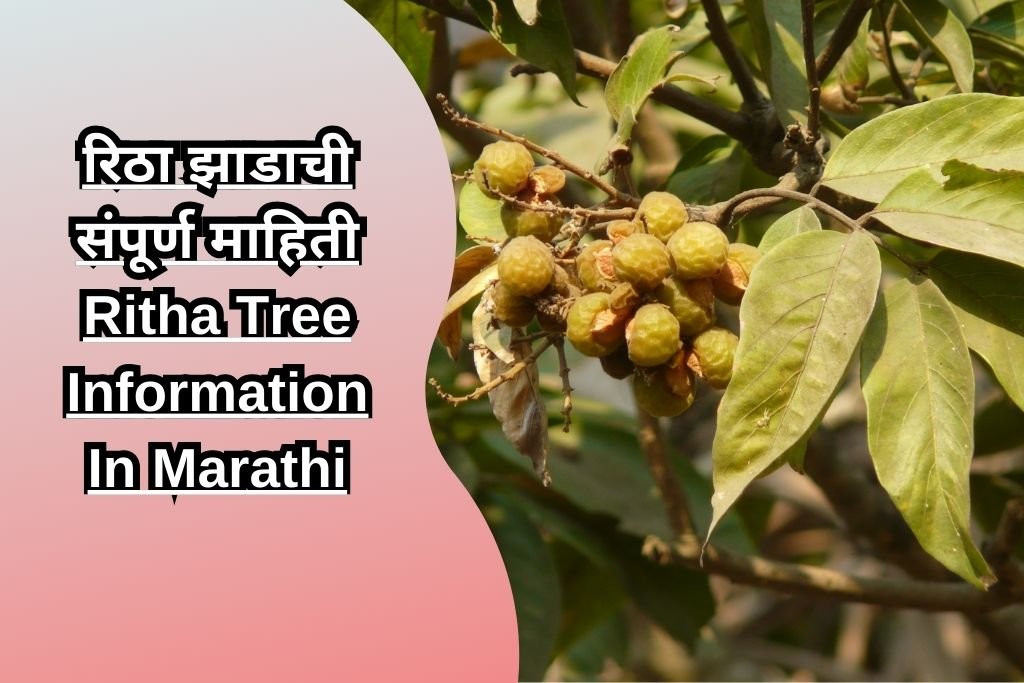 रिठा झाडाची संपूर्ण माहिती Ritha Tree Information In Marathi