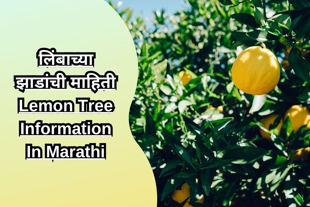 लिंबाच्या झाडांची माहिती Lemon Tree Information In Marathi