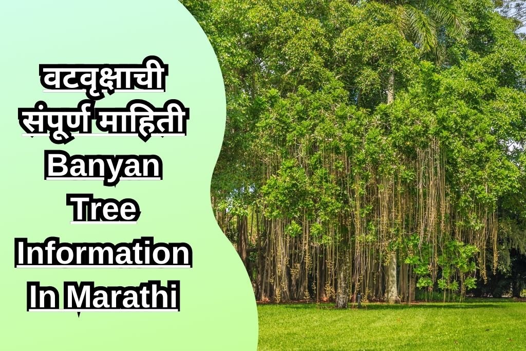 वटवृक्षाची संपूर्ण माहिती Banyan Tree Information In Marathi