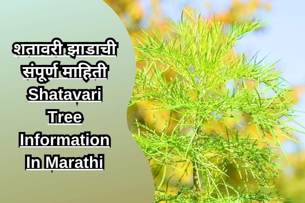 शतावरी झाडाची संपूर्ण माहिती Shatavari Tree Information In Marathi