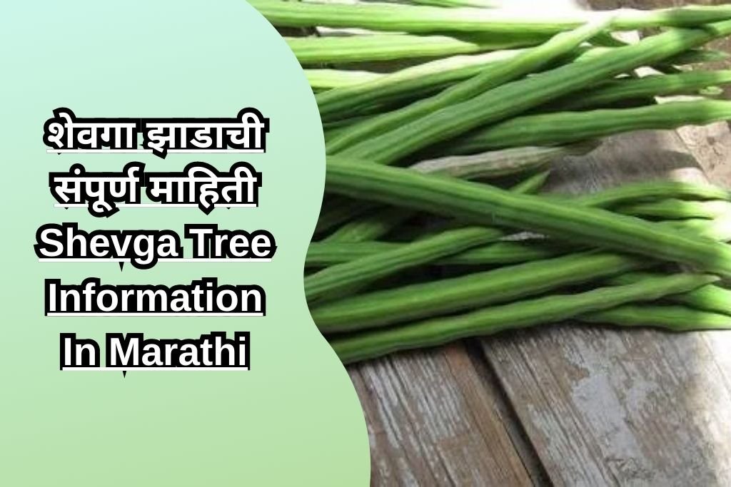 शेवगा झाडाची संपूर्ण माहिती Shevga Tree Information In Marathi