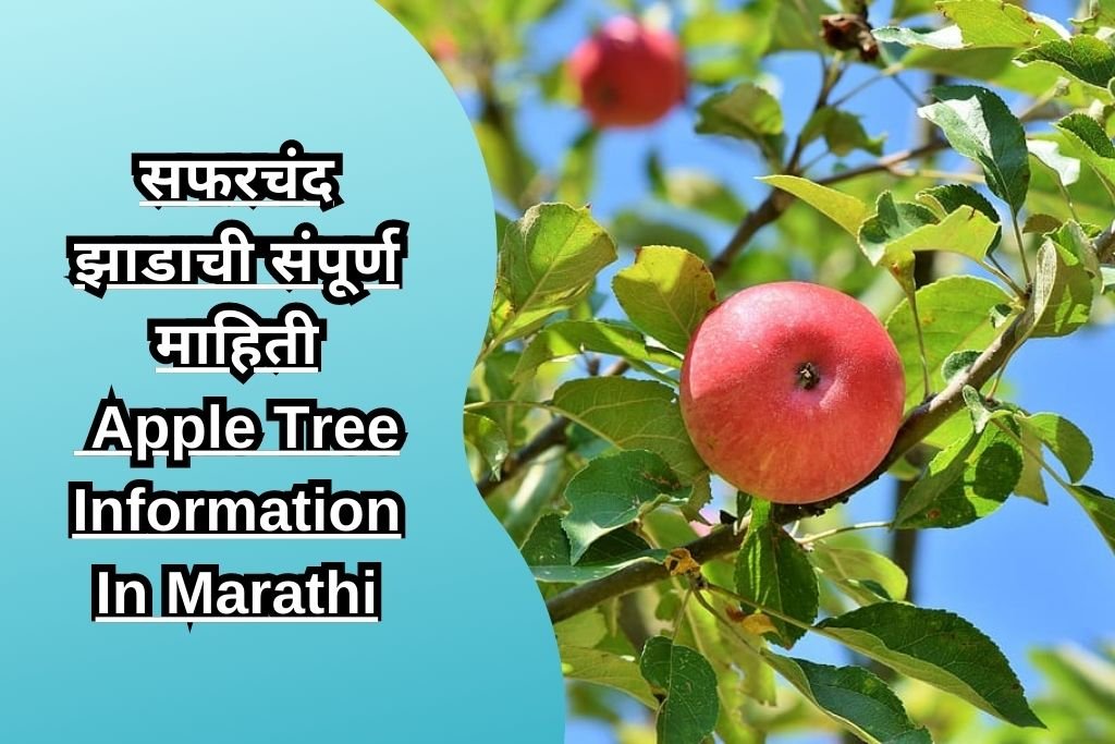 सफरचंद झाडाची संपूर्ण माहिती Apple Tree Information In Marathi