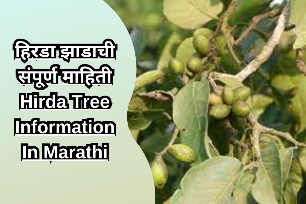 हिरडा झाडाची संपूर्ण माहिती Hirda Tree Information In Marathi